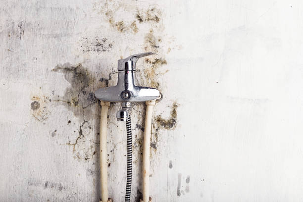 Best Professional Mold Removal  in Menard, TX