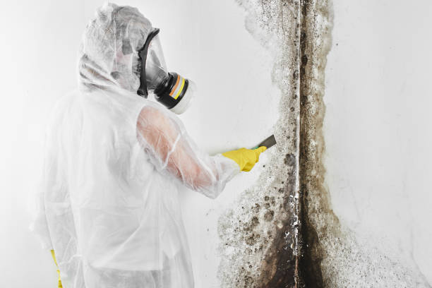 Best Mold Testing and Removal  in Menard, TX