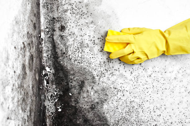 Best Black Mold Removal  in Menard, TX