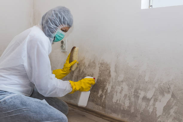 Best Mold Removal Company Near Me  in Menard, TX