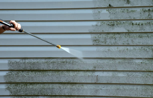 Best Home Mold Removal  in Menard, TX