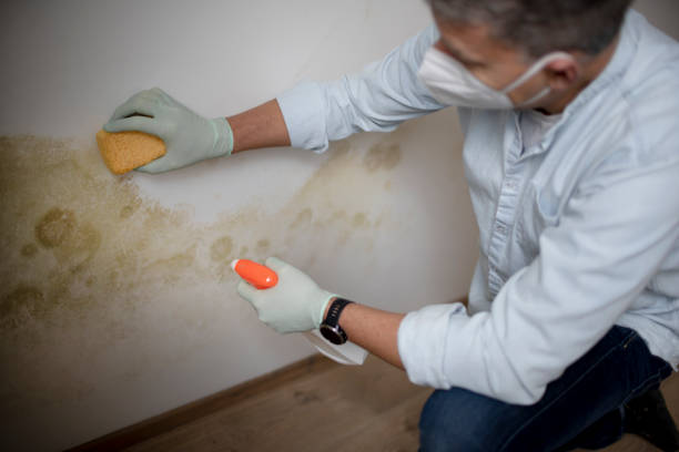 Best Emergency Mold Removal  in Menard, TX