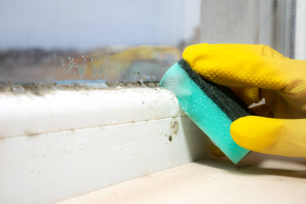 Trusted Menard, TX Mold Removal Experts