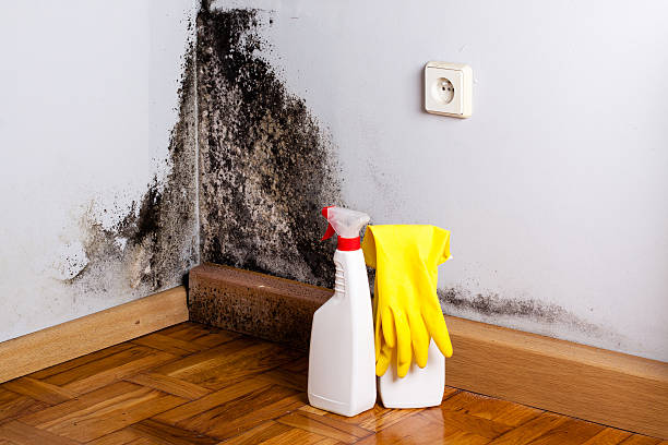 Best Same-Day Mold Removal  in Menard, TX