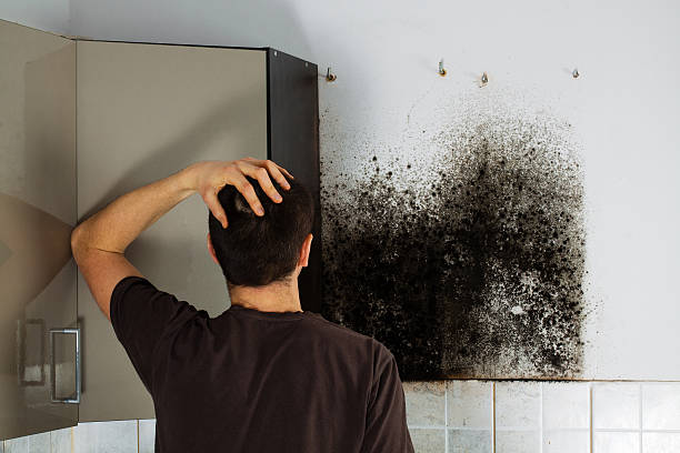 Best Toxic Mold Removal  in Menard, TX