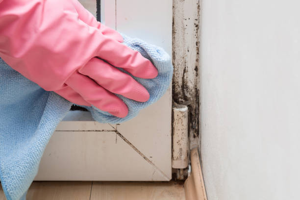 Best Mold Removal Near Me  in Menard, TX